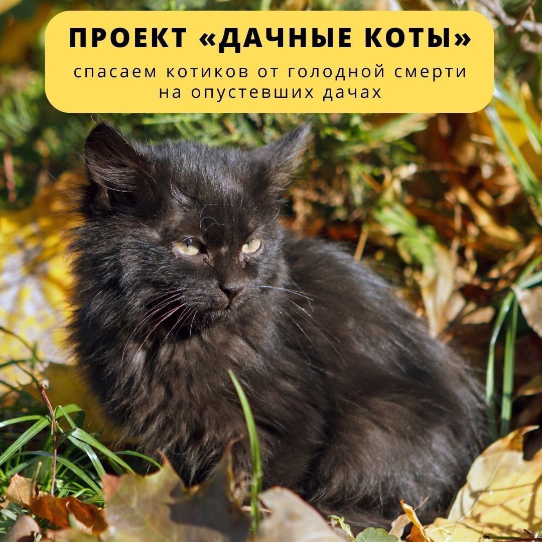 Дачные коты