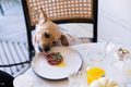 Pet-friendly в Беларуси: куда можно с питомцем и как это работает